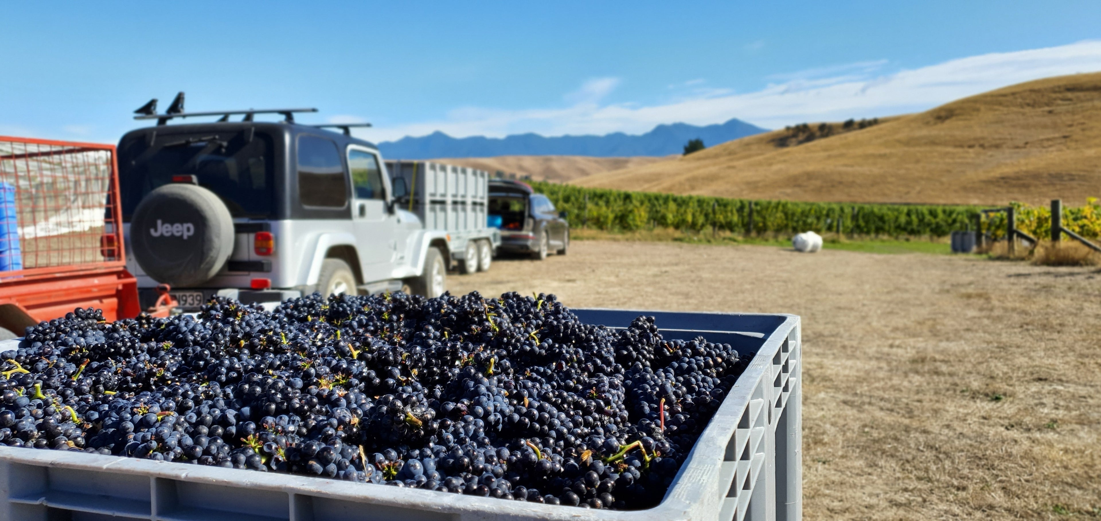 2020: an all but normal vintage