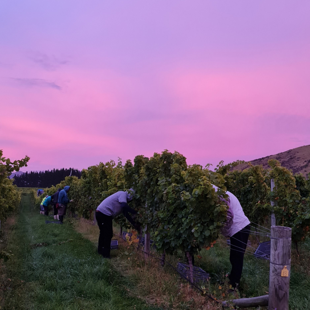 Vintage Report 2022 - A Demanding and Memorable Harvest