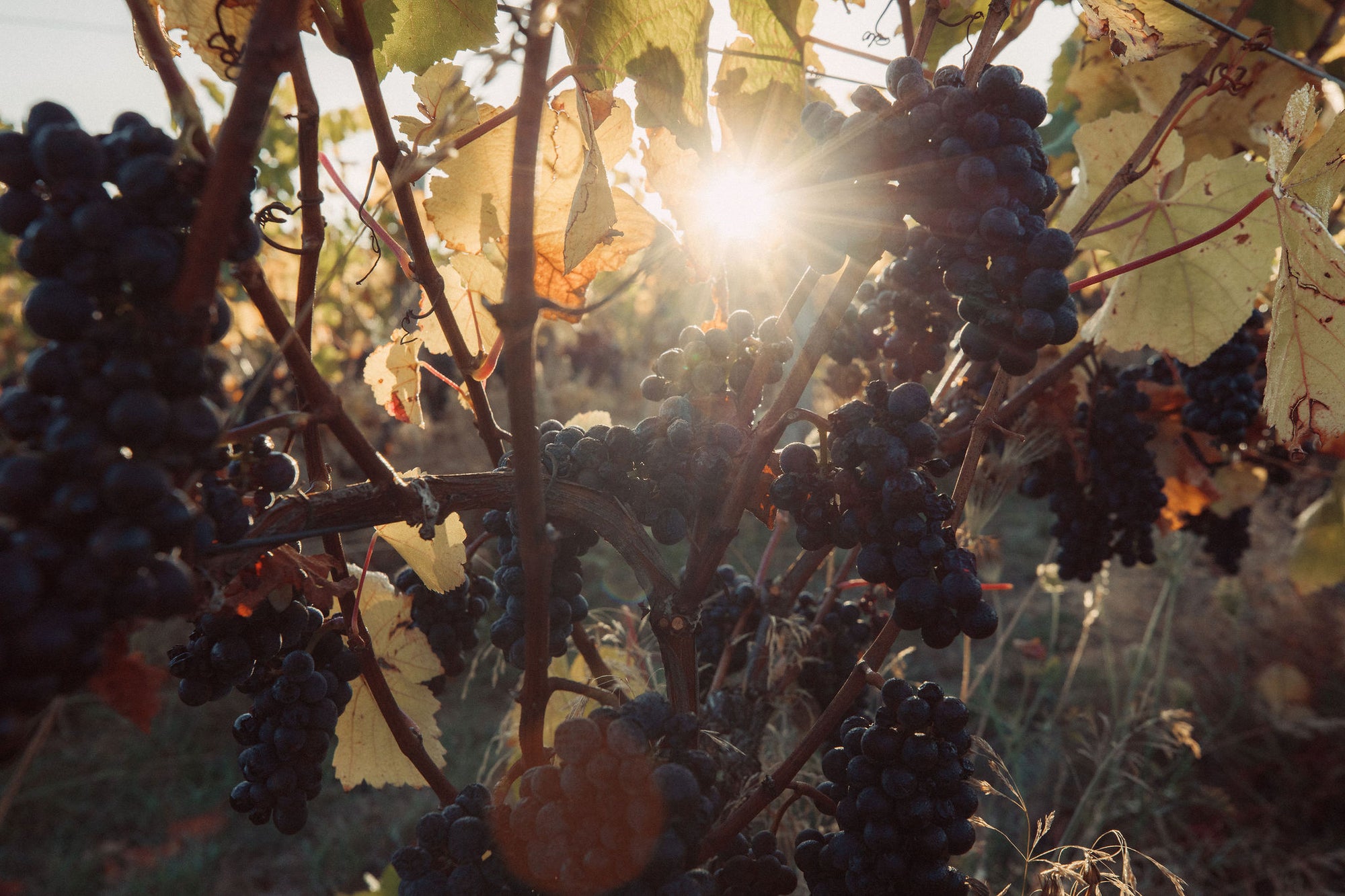 Settlement Vineyard Pinot Noir 2020