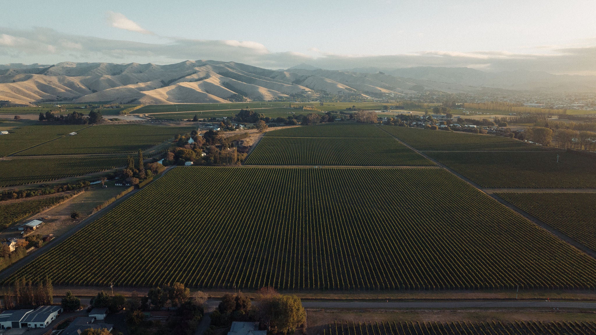 Holdaway Vineyard Sauvignon Blanc 2026 – Blank Canvas Wines