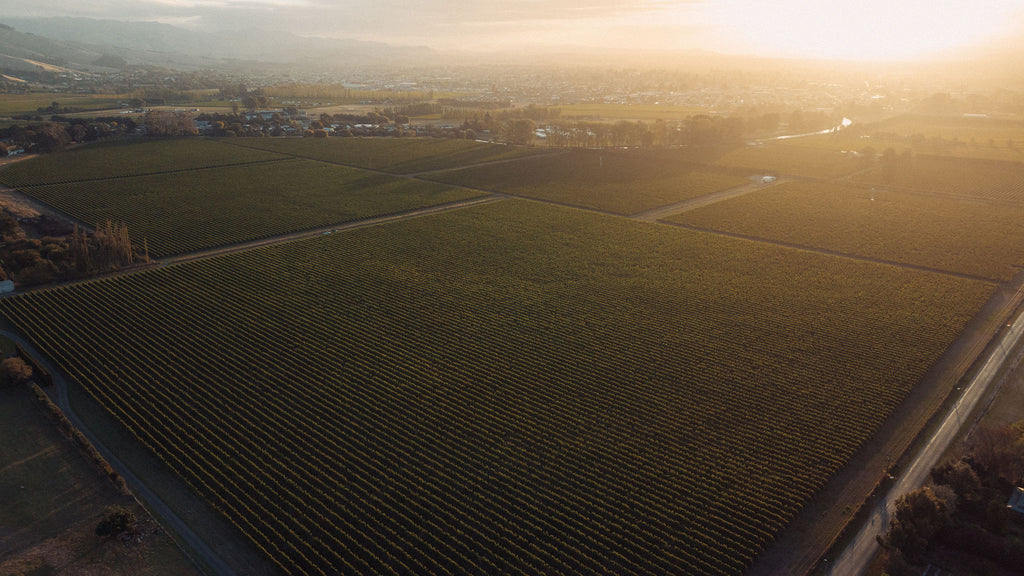 Holdaway Vineyard Sauvignon Blanc 2025