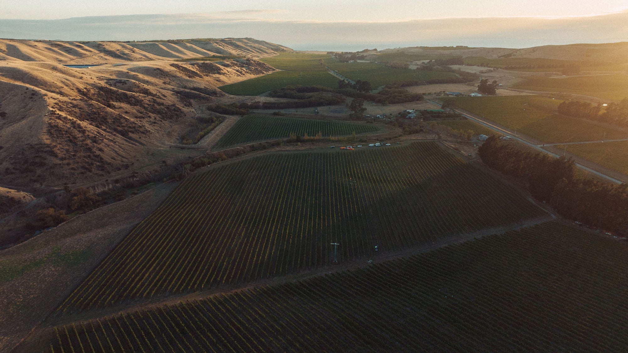 'Meta' Riesling 2025