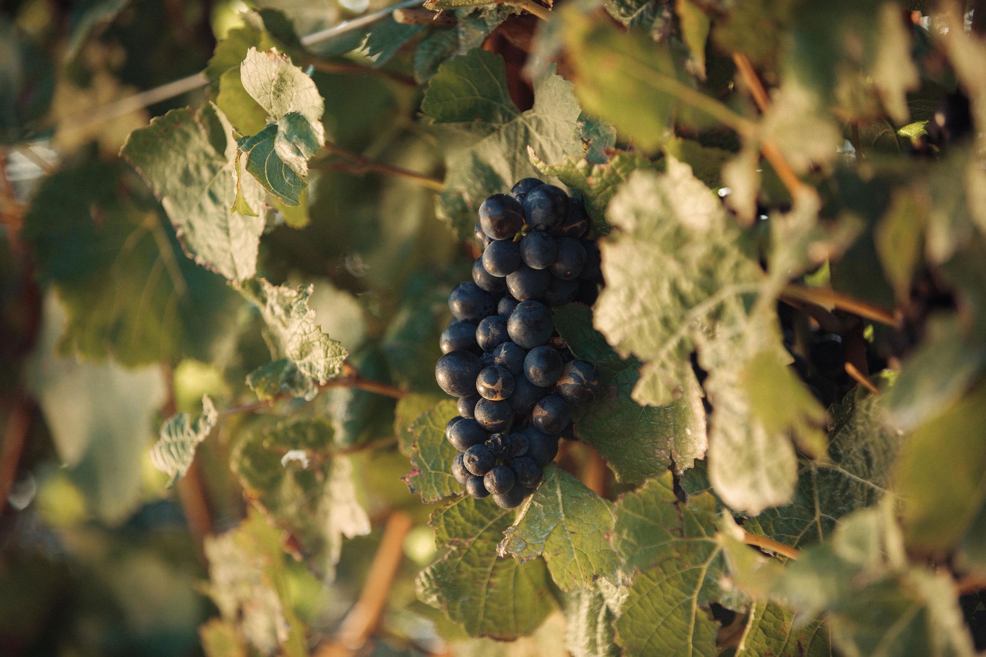 Upton Downs Vineyard Pinot Noir 2023