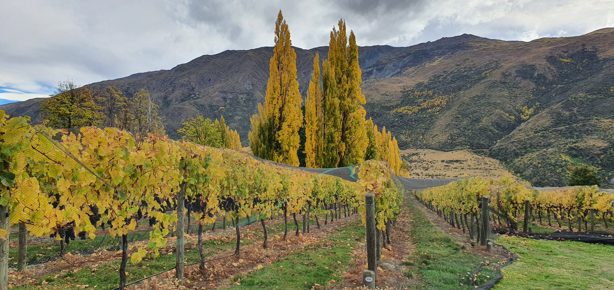 2021 Anthem Vineyard Pinot Noir | Central Otago Magnum (1500ml)