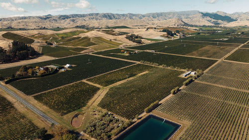 Axehouse Vineyard Gruner Veltliner 2024