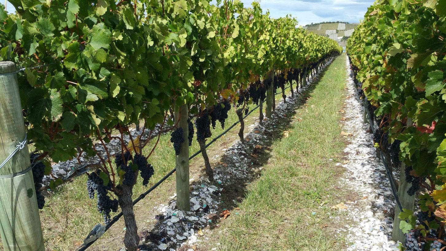 Element Vineyard - Gimblett Gravels | Hawkes Bay, New Zealand - Single Vineyard Wines