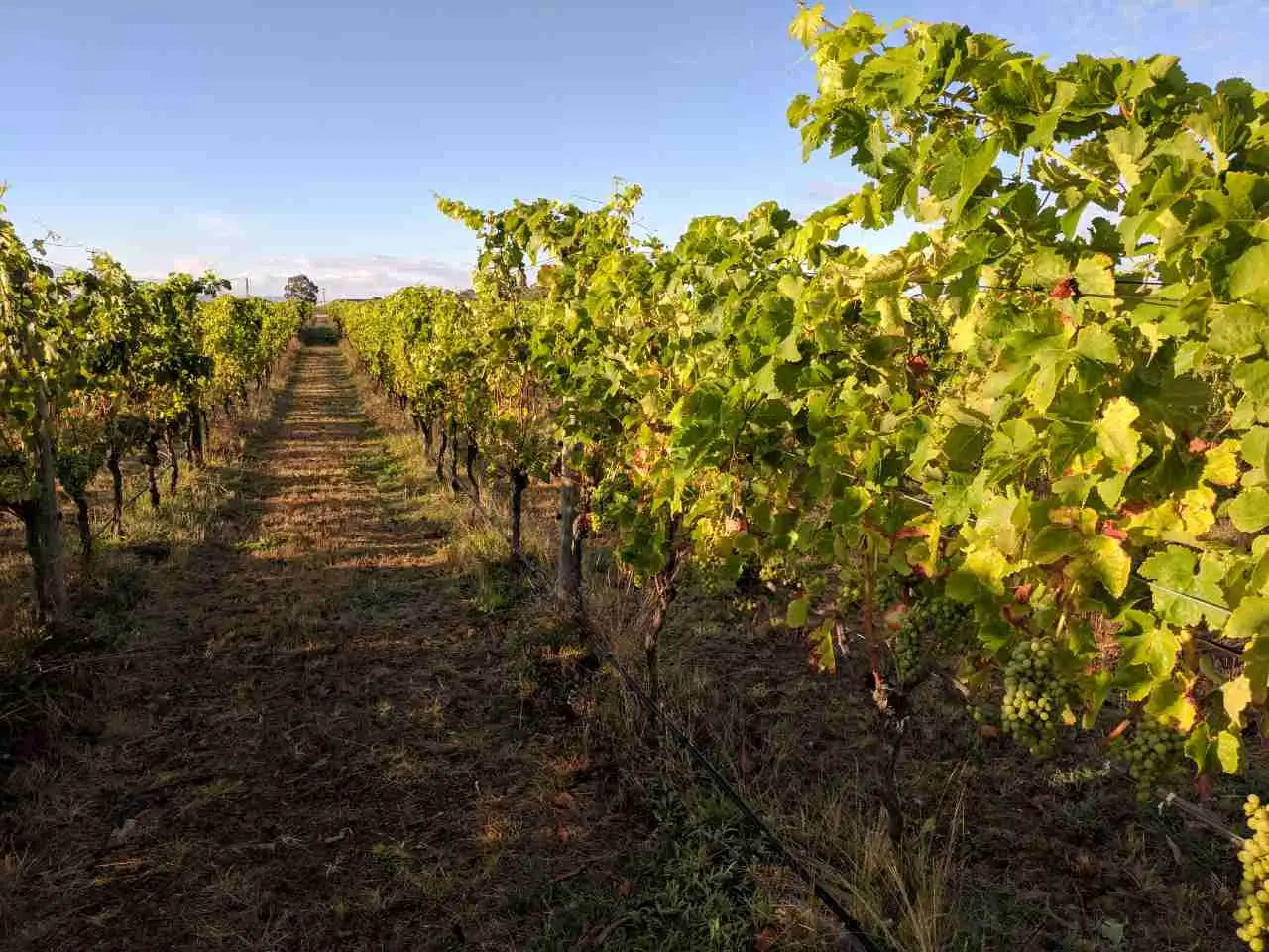 Element Vineyard - Gimblett Gravels | Hawkes Bay, New Zealand - Single Vineyard Wines