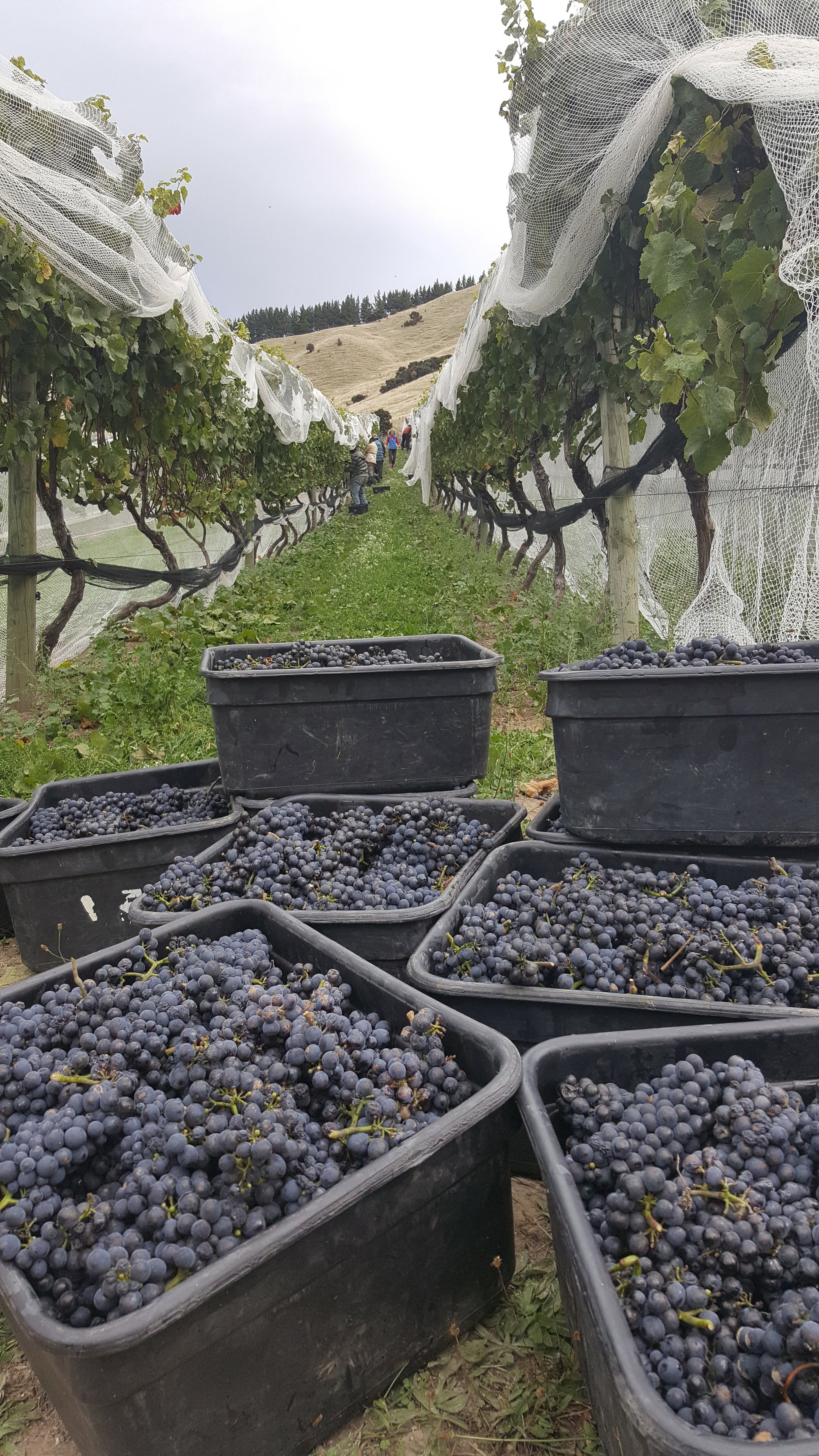 Escaroth Vineyard Pinot Noir 2022