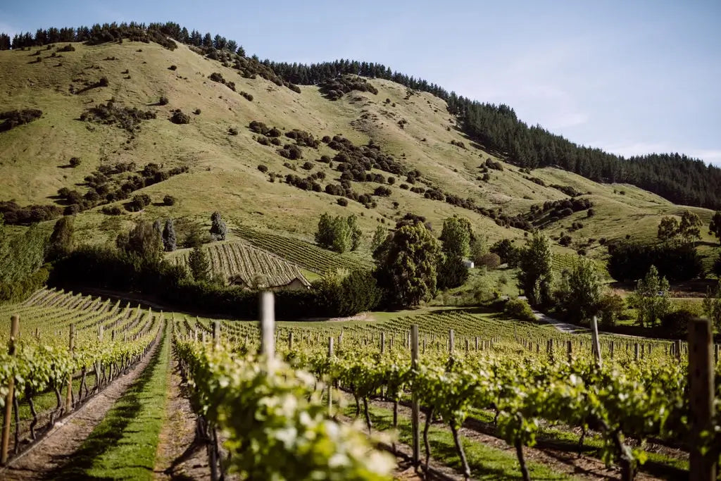 Escaroth Vineyard - Taylor Pass, Southern Valleys | Marlborough, New Zealand - Single Vineyard Wines