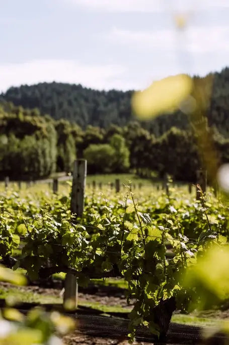 Exceptional Single Vineyards - Blank Canvas Wines