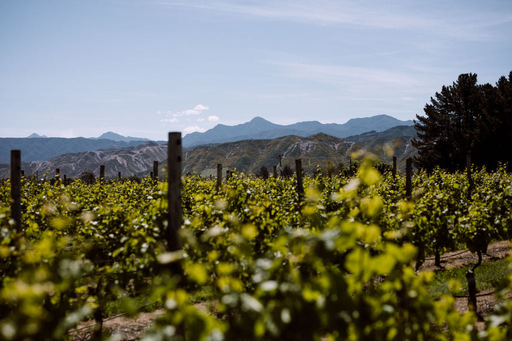 Reed Vineyard Chardonnay 2022 Blank Canvas Wines