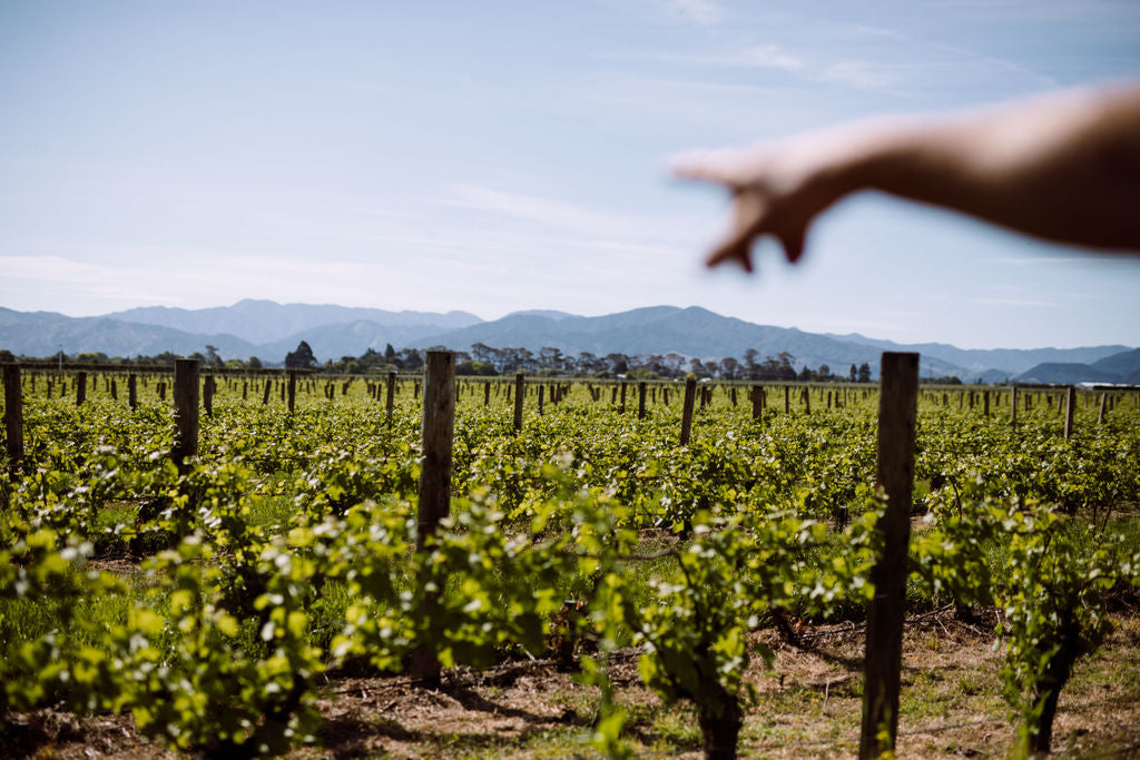 Holdaway Vineyard Marlborough | Blank Canvas Wines NZ