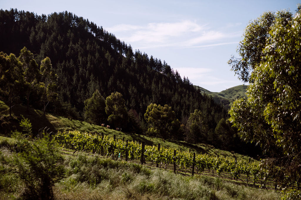 Escaroth Vineyard Pinot Noir 2021