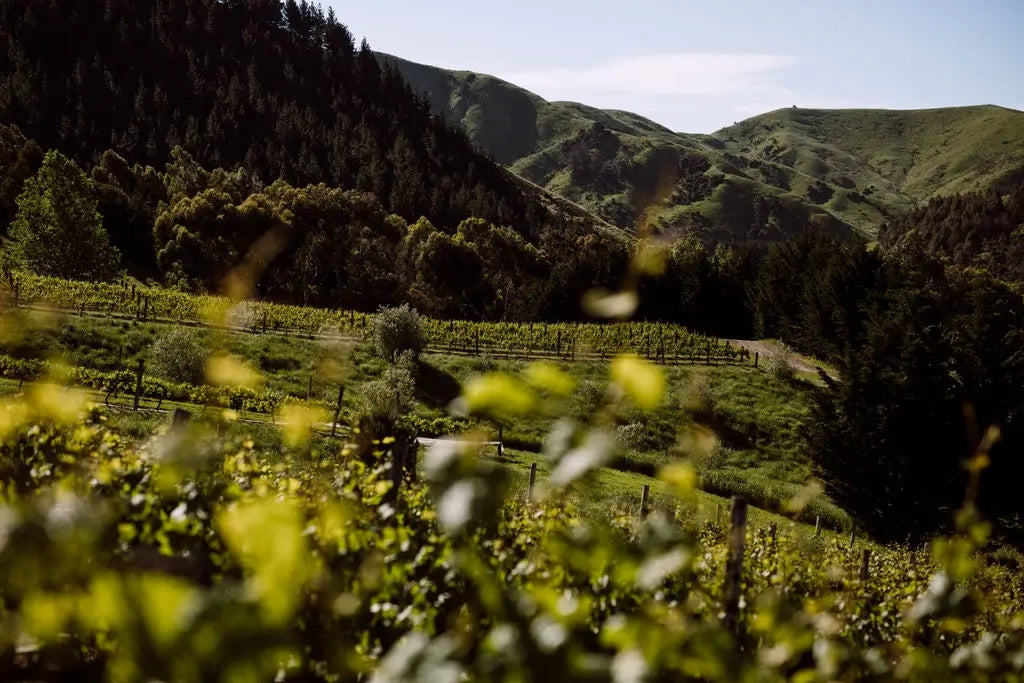 Escaroth Vineyard - Taylor Pass, Southern Valleys | Marlborough, New Zealand - Single Vineyard Wines