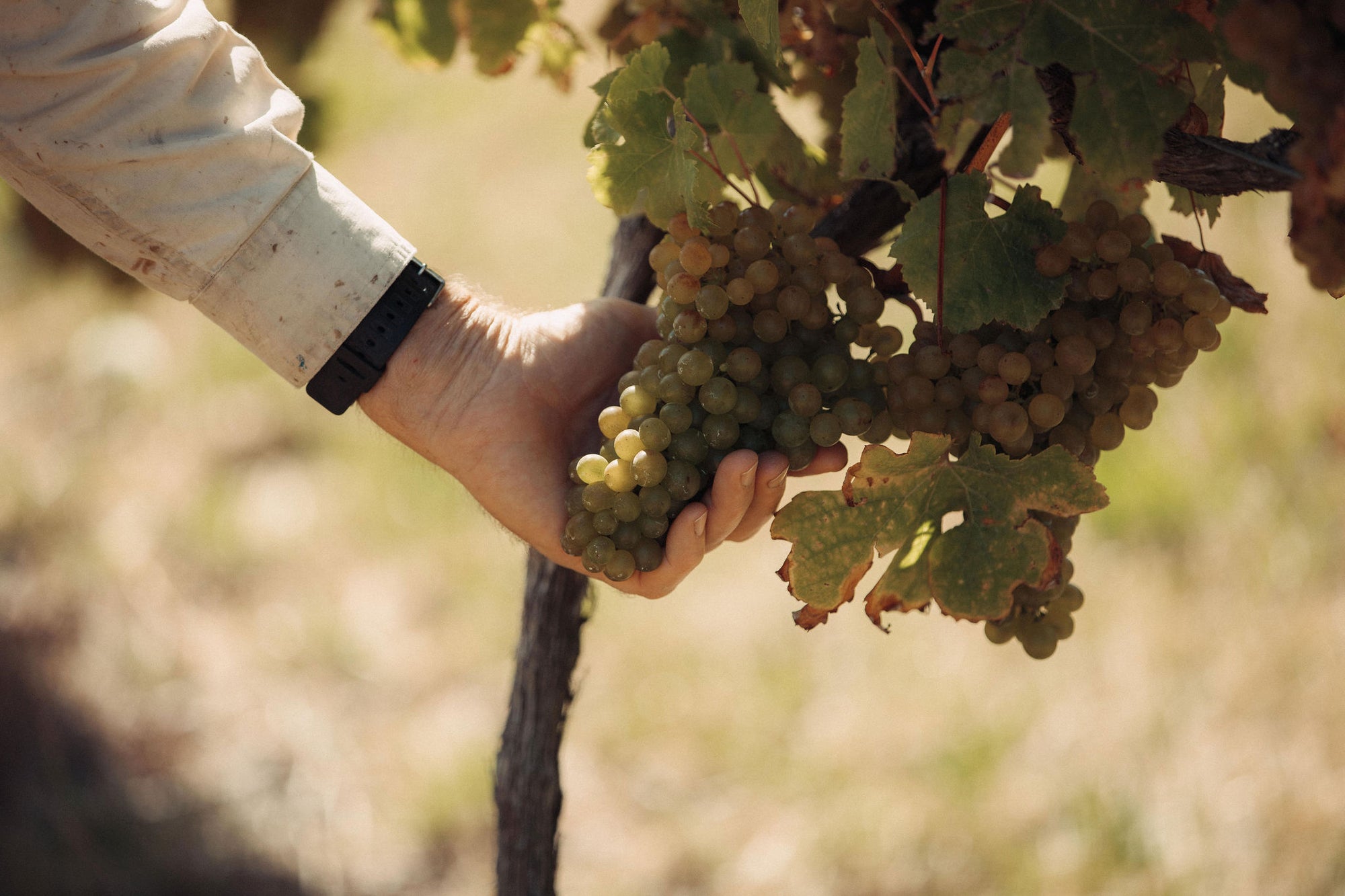 Axehouse Vineyard Gruner Veltliner 2024