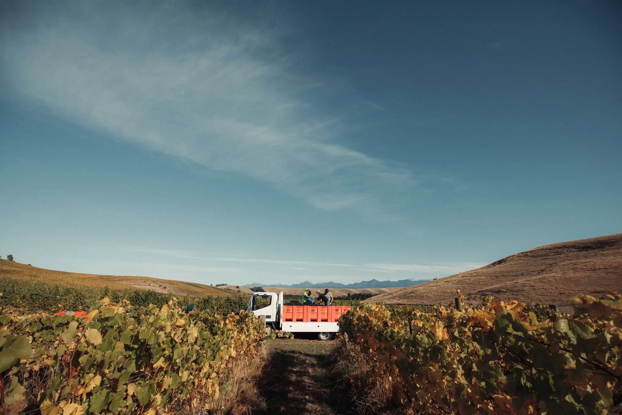 Settlement Vineyard - Southern Valleys, Wairau Valley | Marlborough, New Zealand - Single Vineyard Wines