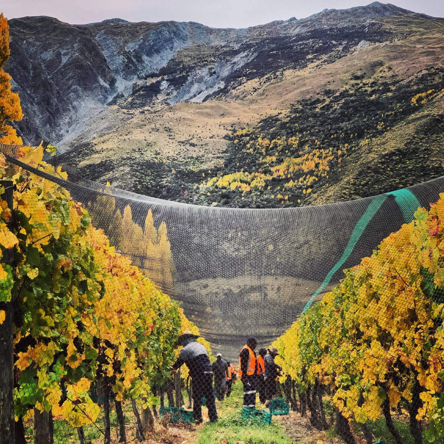 Anthem Vineyard Pinot Noir 2023