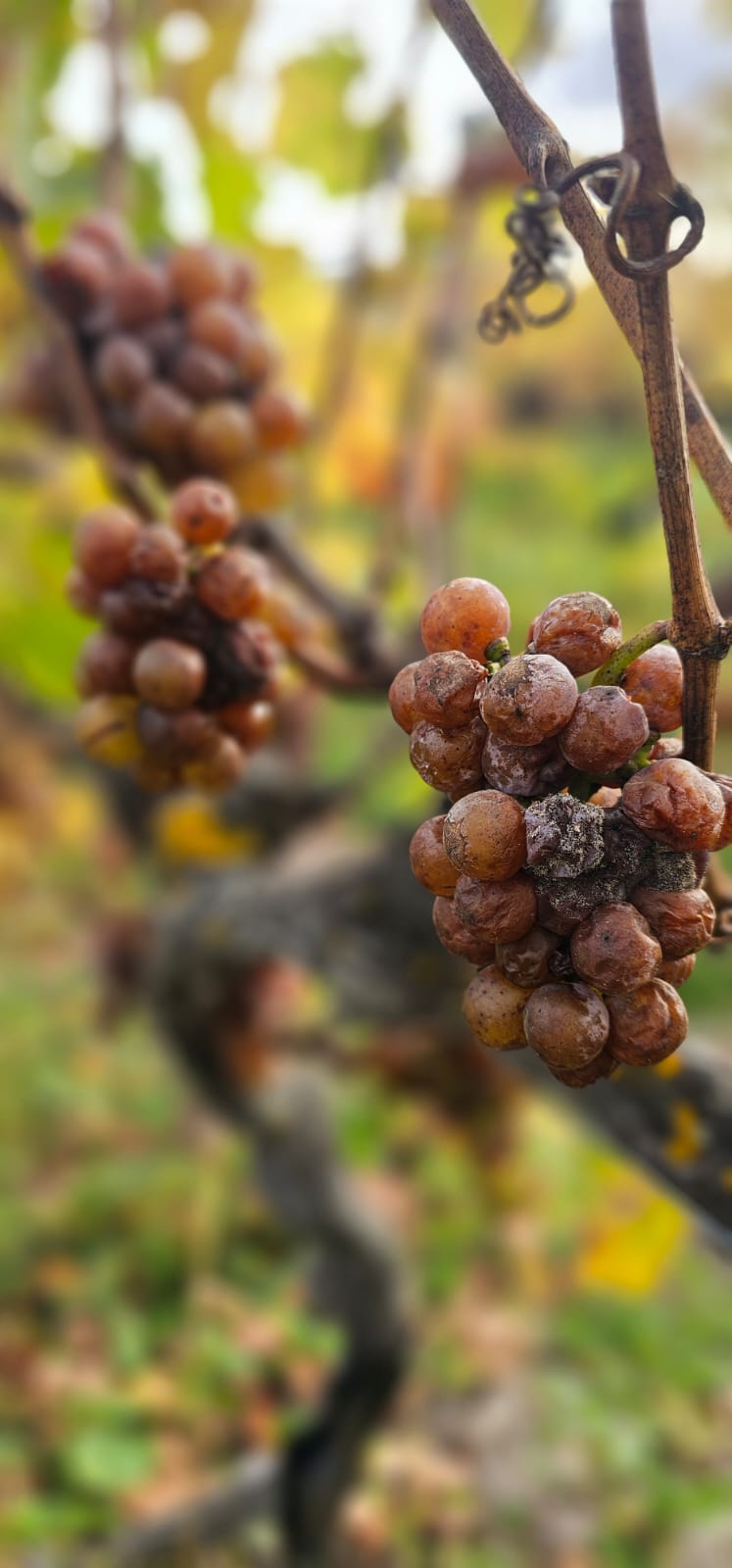 'Meta' Riesling 2025