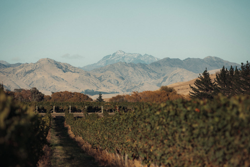 Anandale Farm Riesling 2025