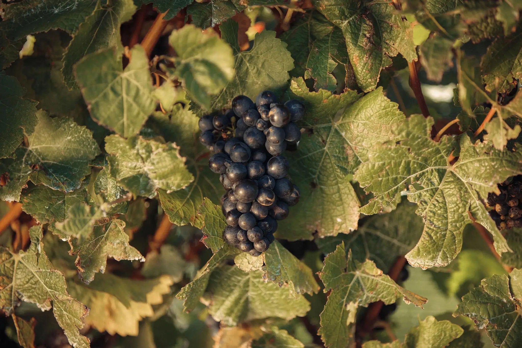 Upton Downs Vineyard - Awatere Valley | Marlborough, New Zealand - Single Vineyard Wines