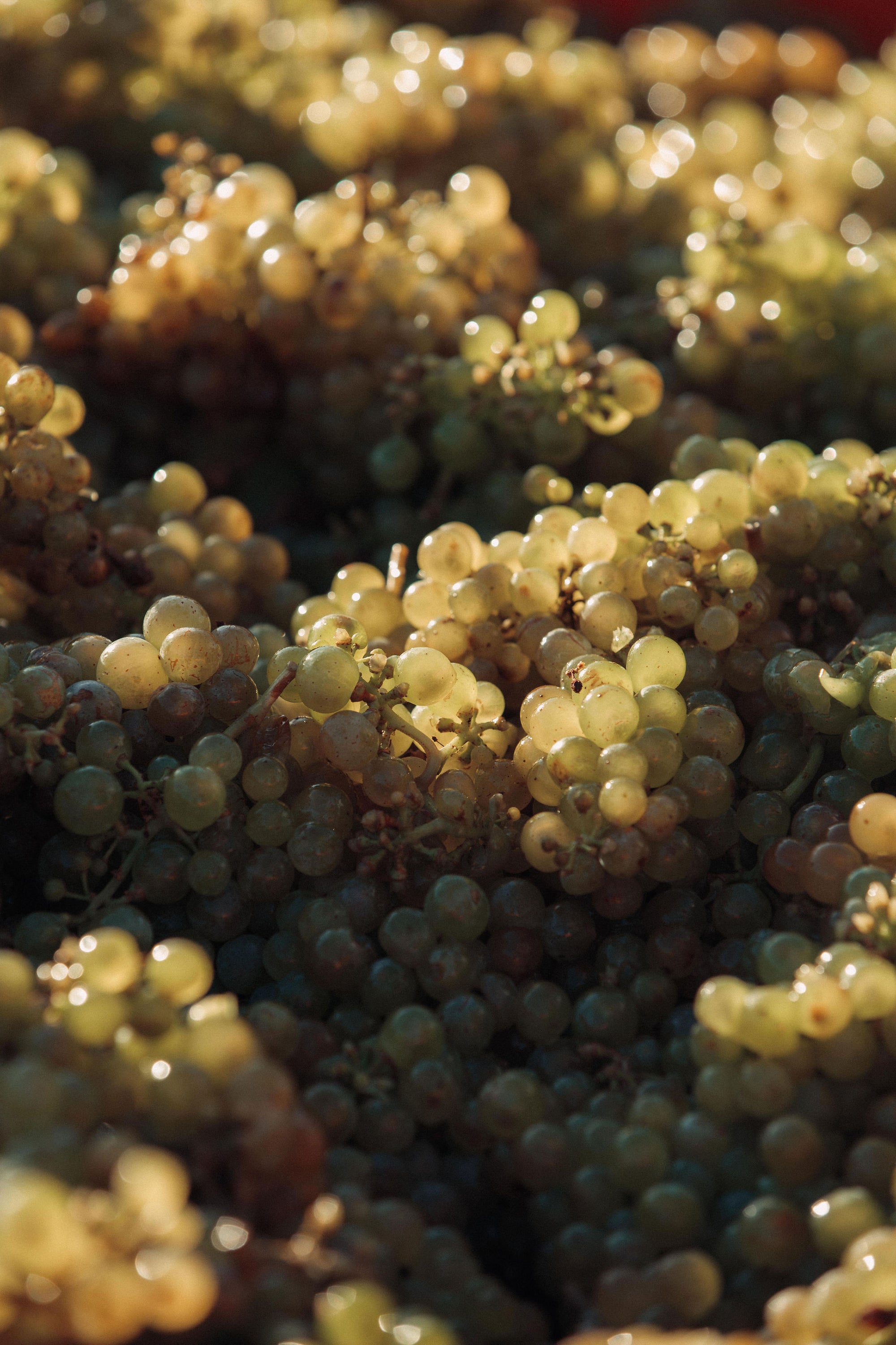Anandale Farm Riesling 2025