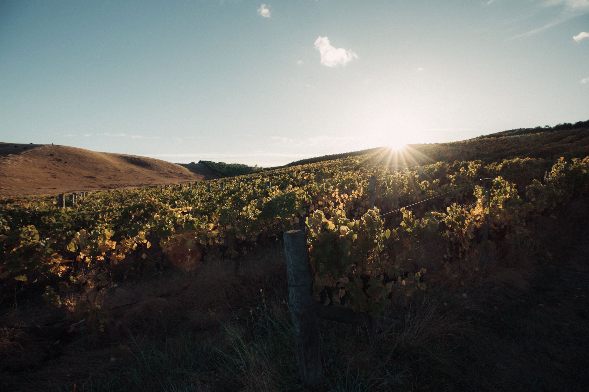 Settlement Vineyard Pinot Noir 2020