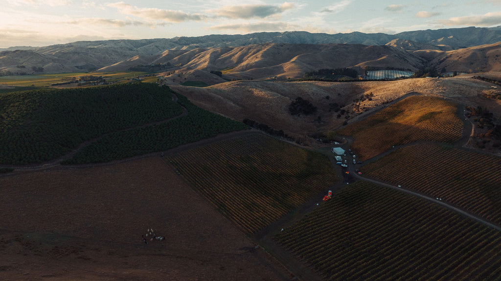 Settlement Vineyard Pinot Noir 2020