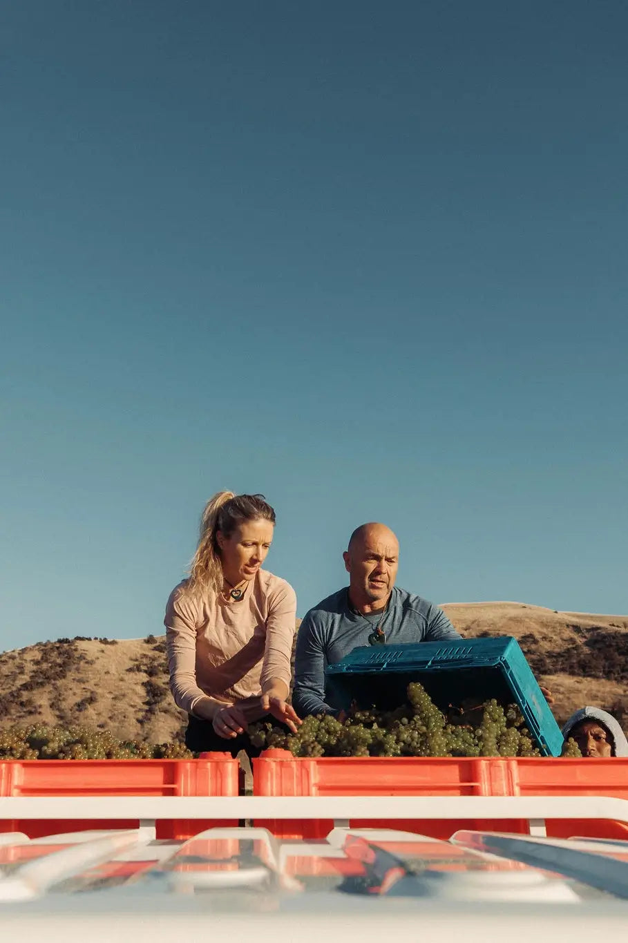 Sophie and Matt harvest Anandale Farm - Blank Canvas Wines Marlborough NZ