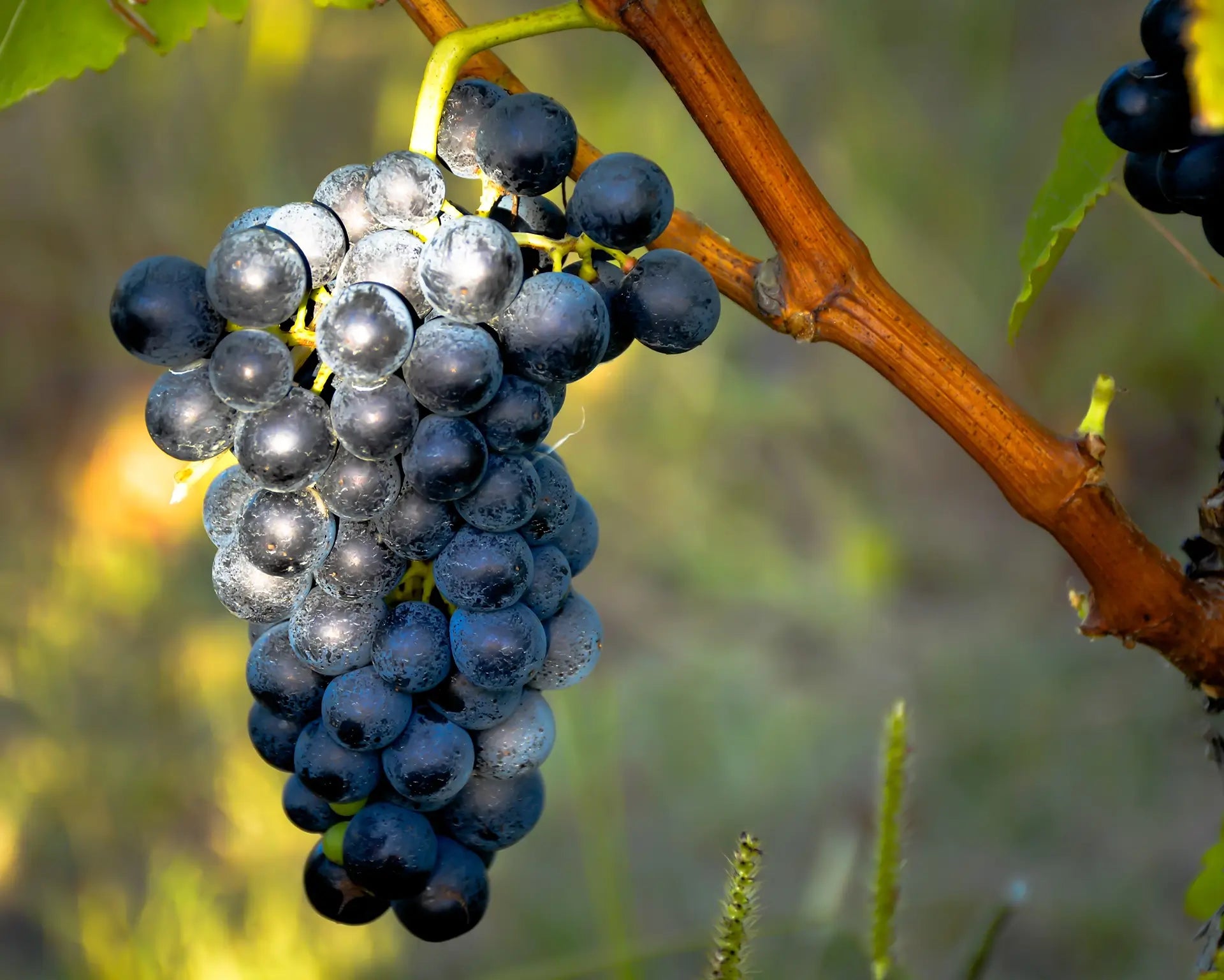 Element Vineyard - Gimblett Gravels | Hawkes Bay, New Zealand - Single Vineyard Wines