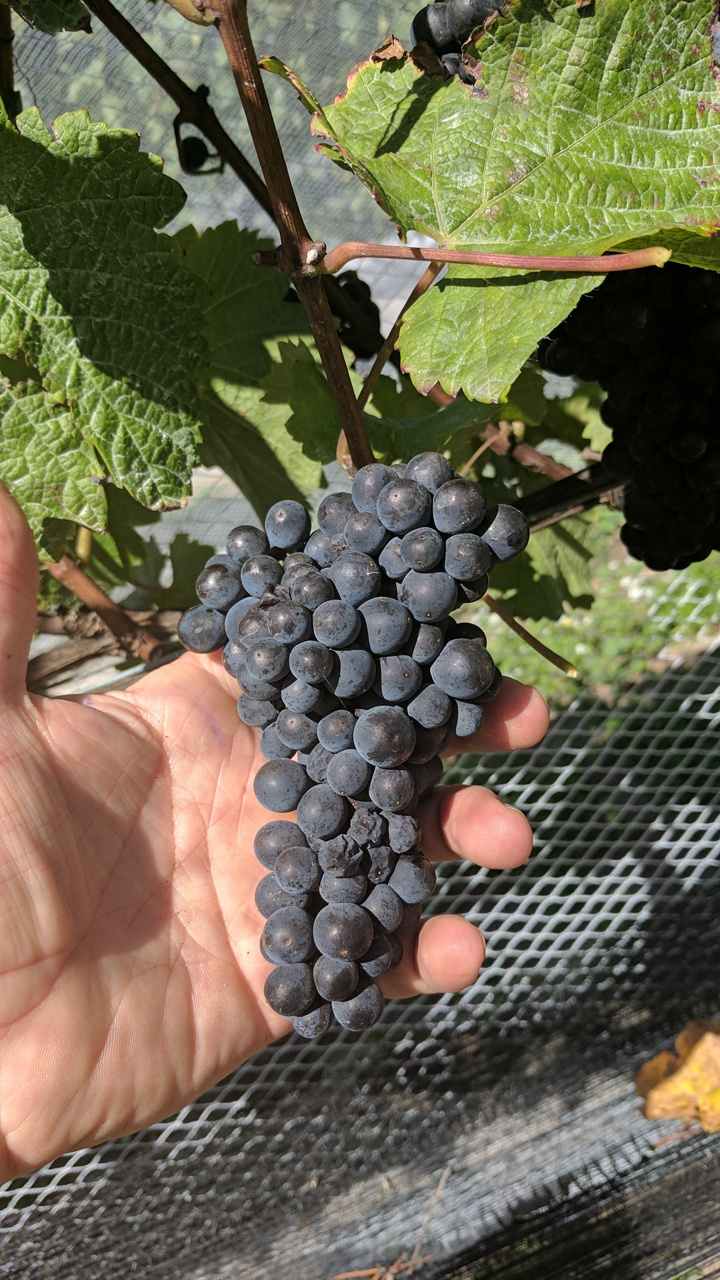 Element Vineyard - Gimblett Gravels | Hawkes Bay, New Zealand - Single Vineyard Wines