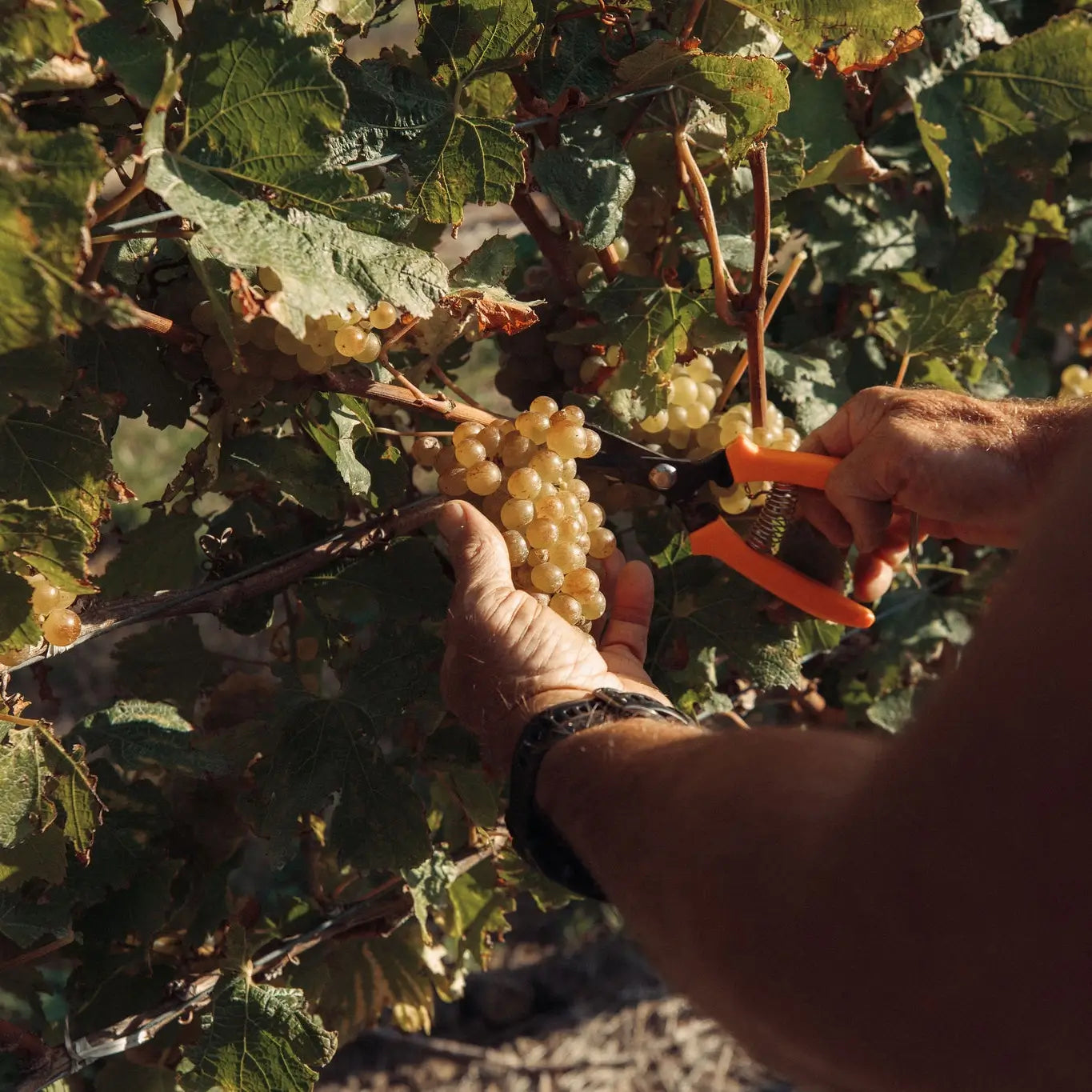 Anandale Farm - Blind River | Marlborough New Zealand - Single Vineyard Wines